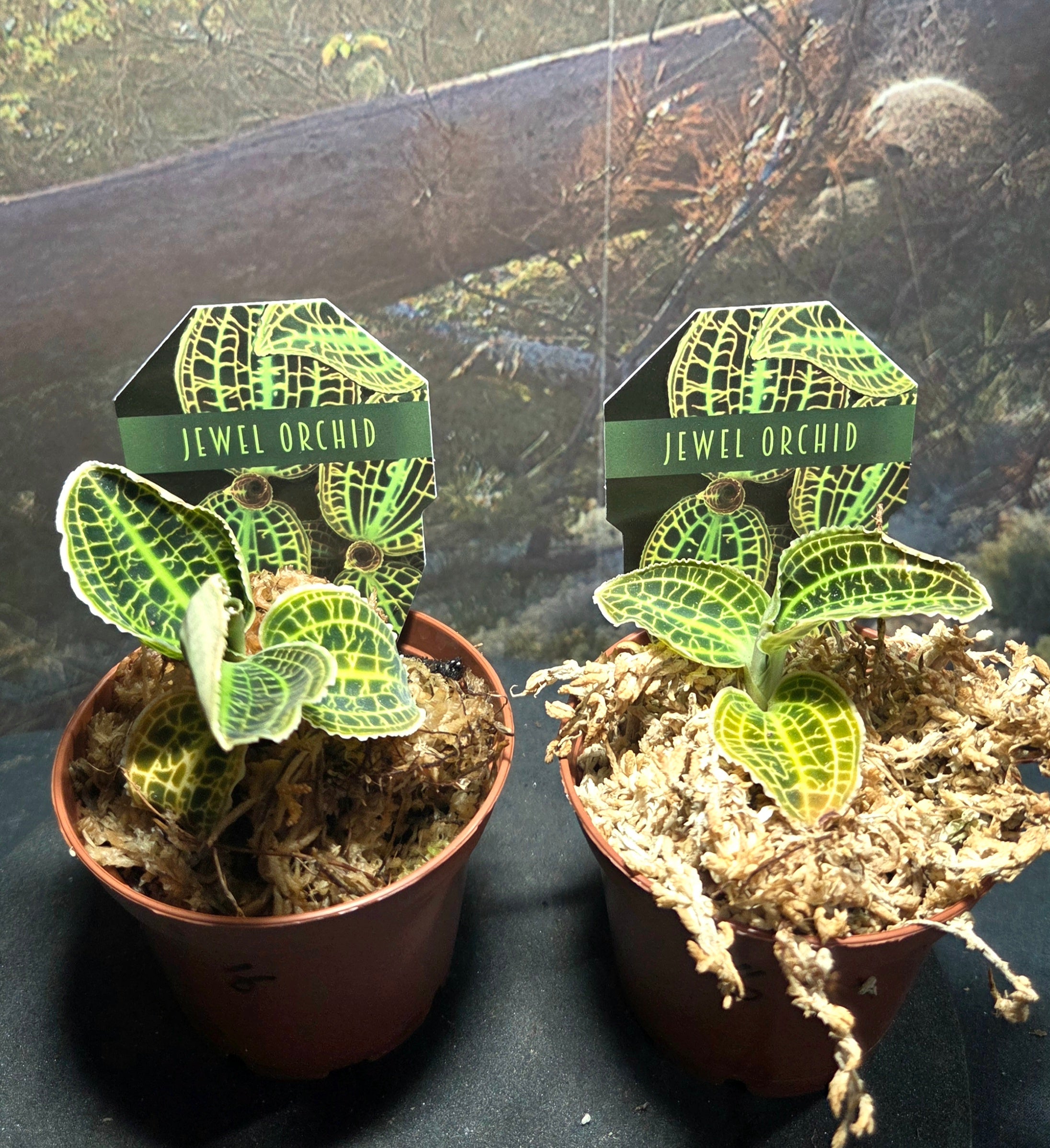 Jewel Orchid
