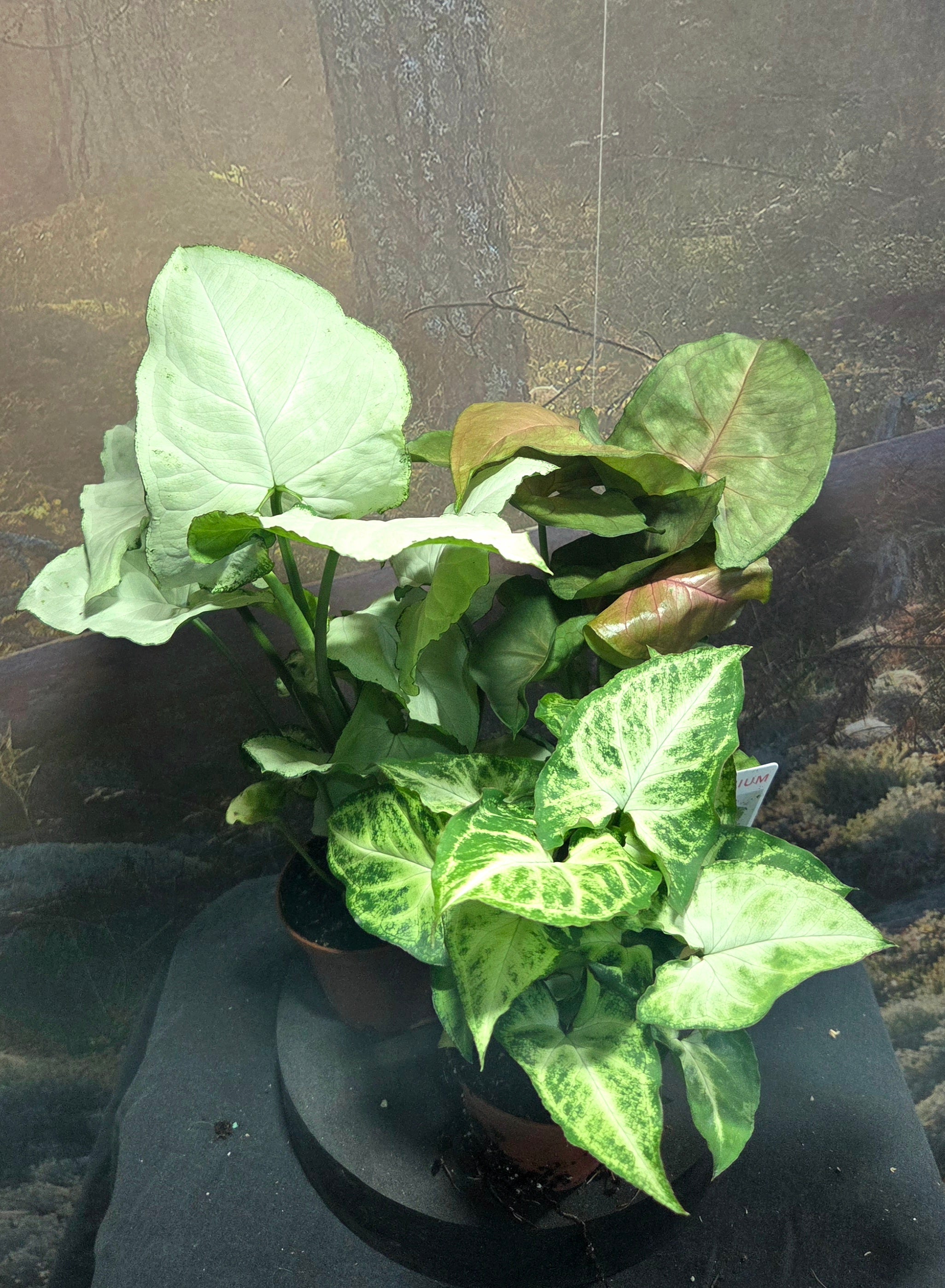 Syngonium mix