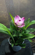 Curcuma Siam - Siam tulip NOT IN FLOWER