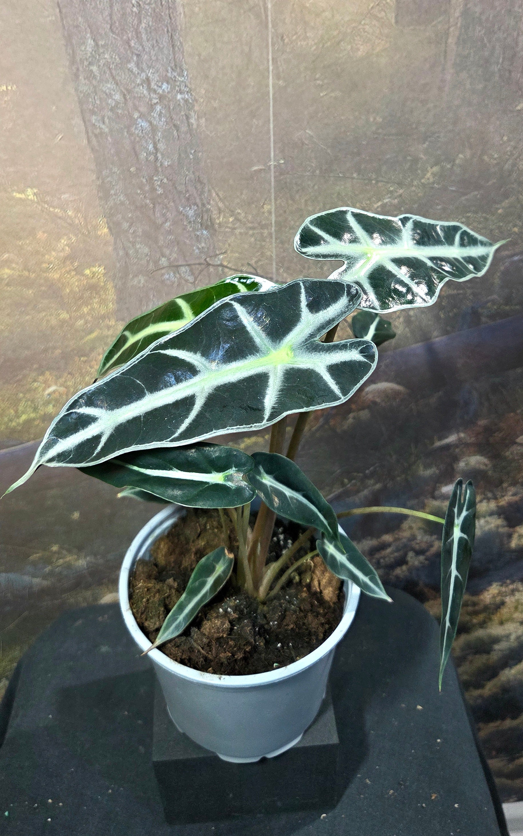 Alocasia Amazonica Bambino
