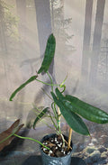 Philodendron Ataboense