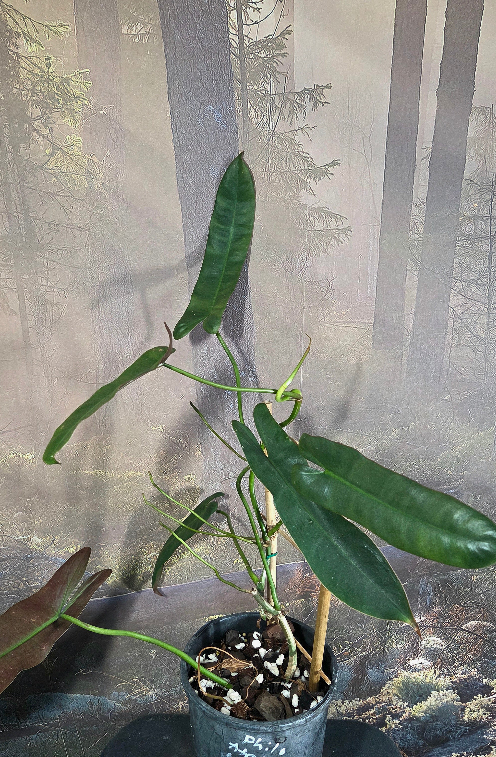 Philodendron Ataboense
