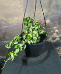 Hoya Indian Rope