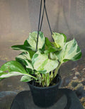 Manjula Epipremnum