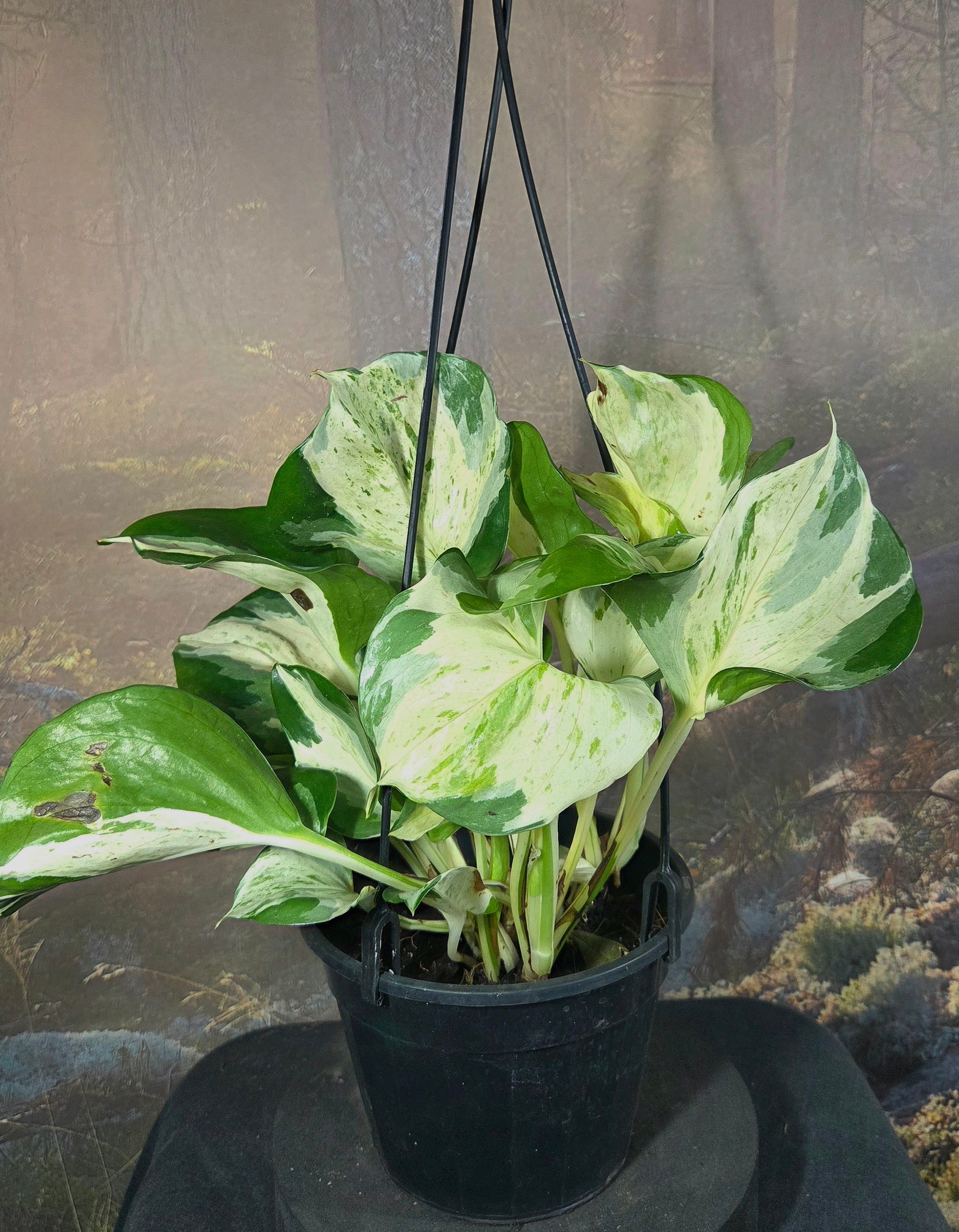 Manjula Epipremnum