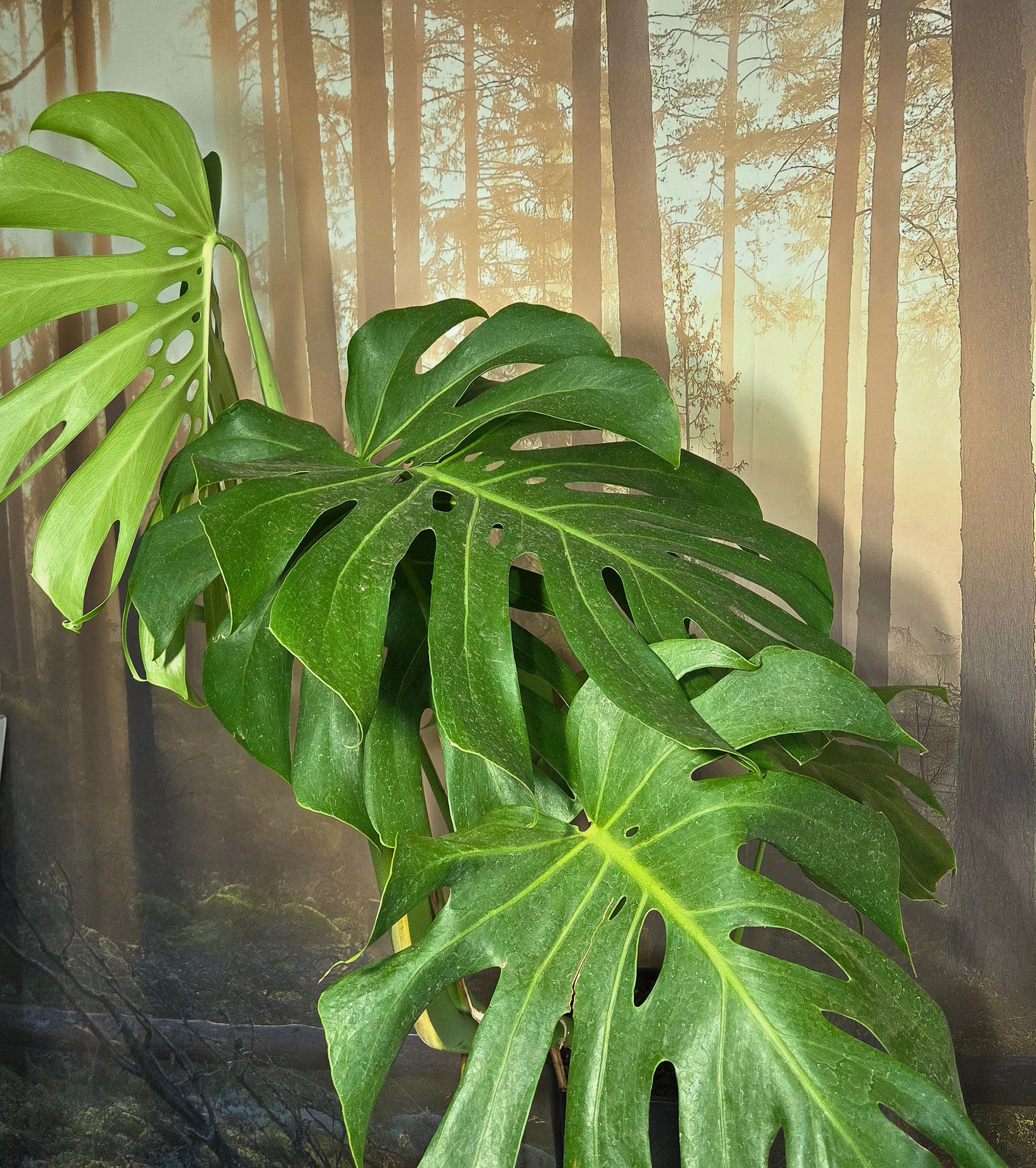 Monstera Deliciosa