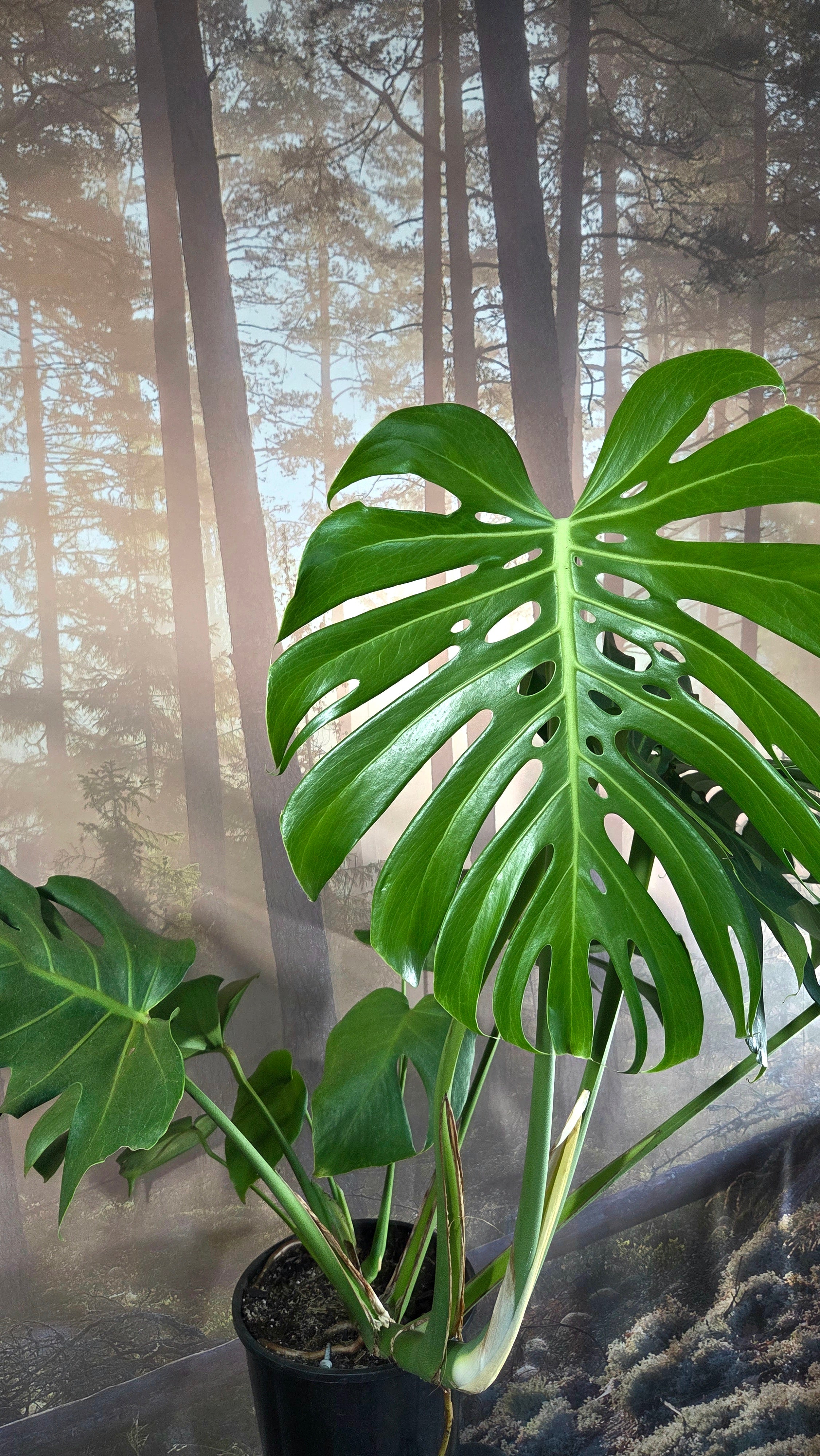 Monstera Deliciosa