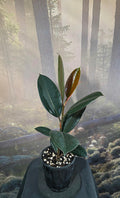 Ficus Elastica Burgundy
