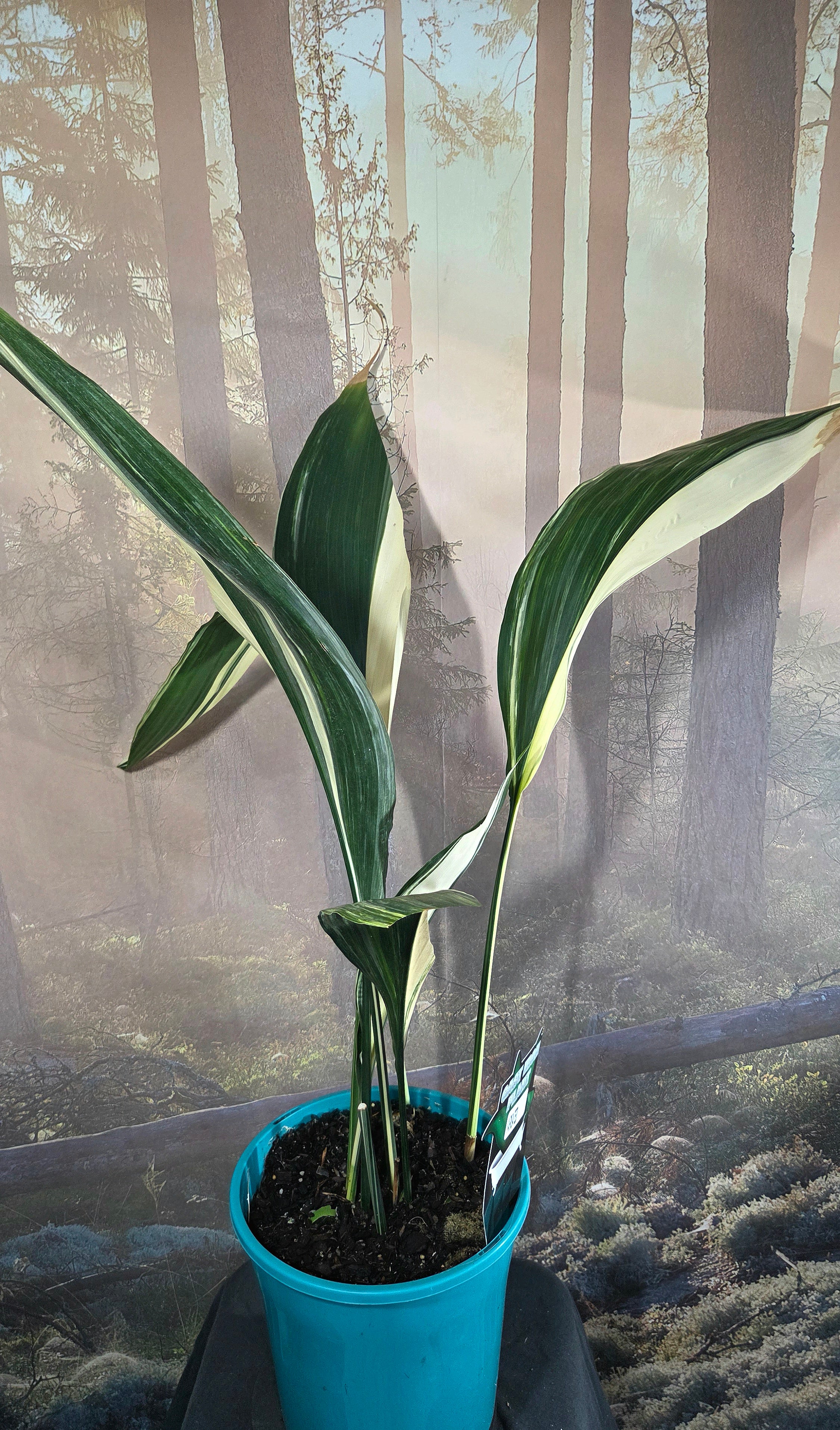 Cast iron plant - Variegated