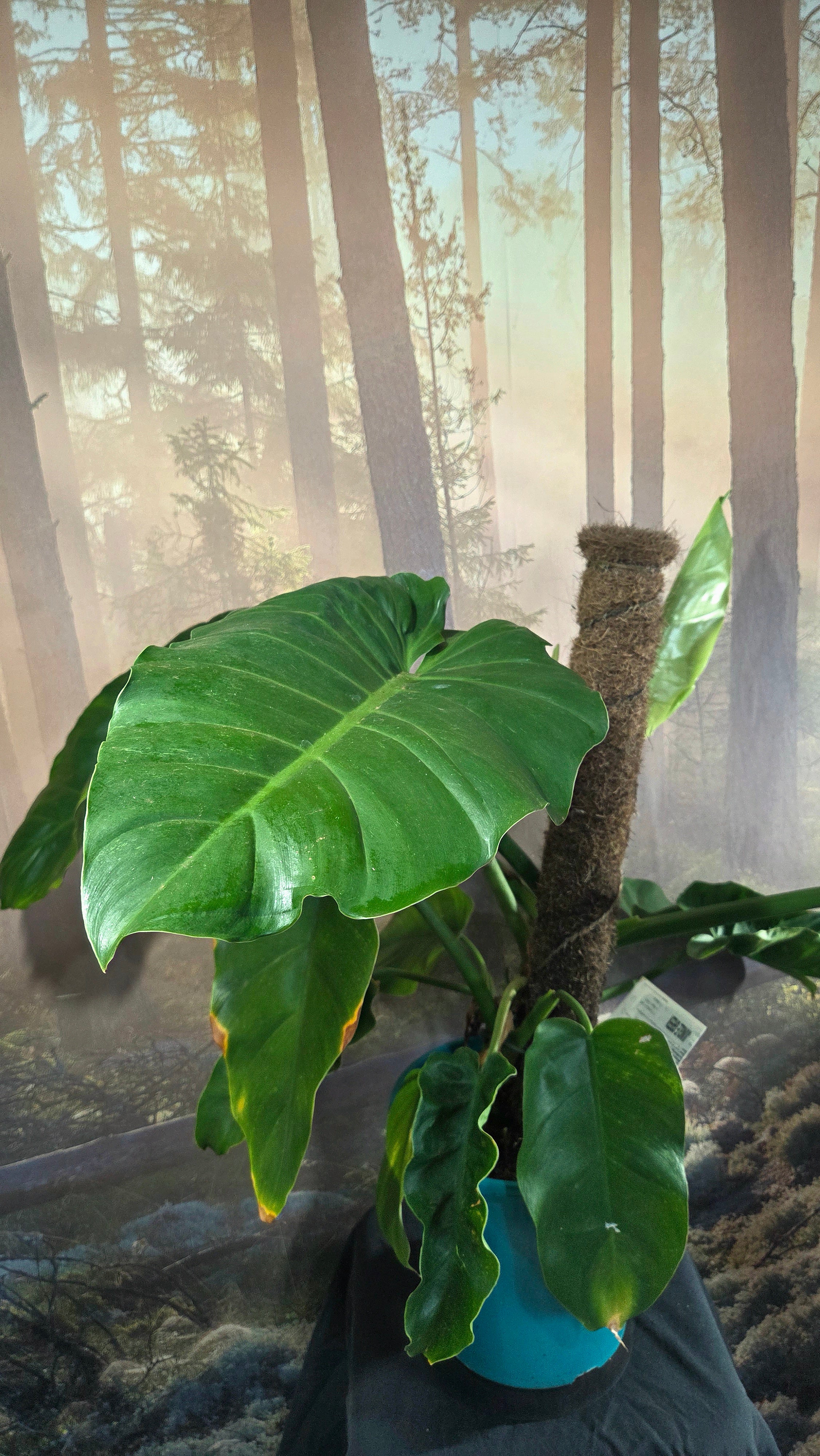 Philodendron Jungle Green