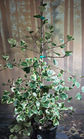 Ficus Triangularis Variegata