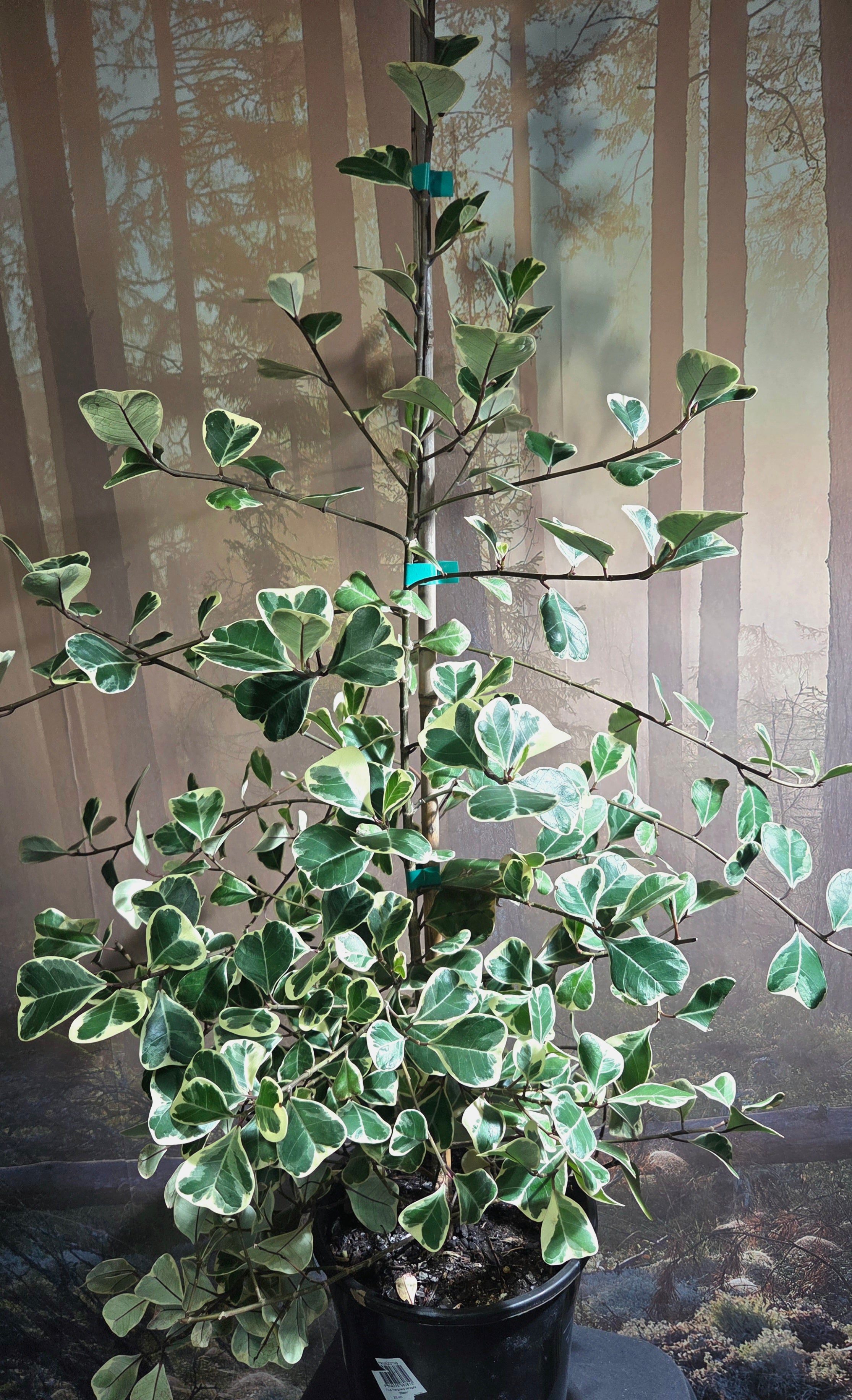 Ficus Triangularis Variegata