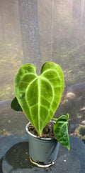 Anthurium Clarinervium