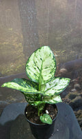 Aglaonema Snow White