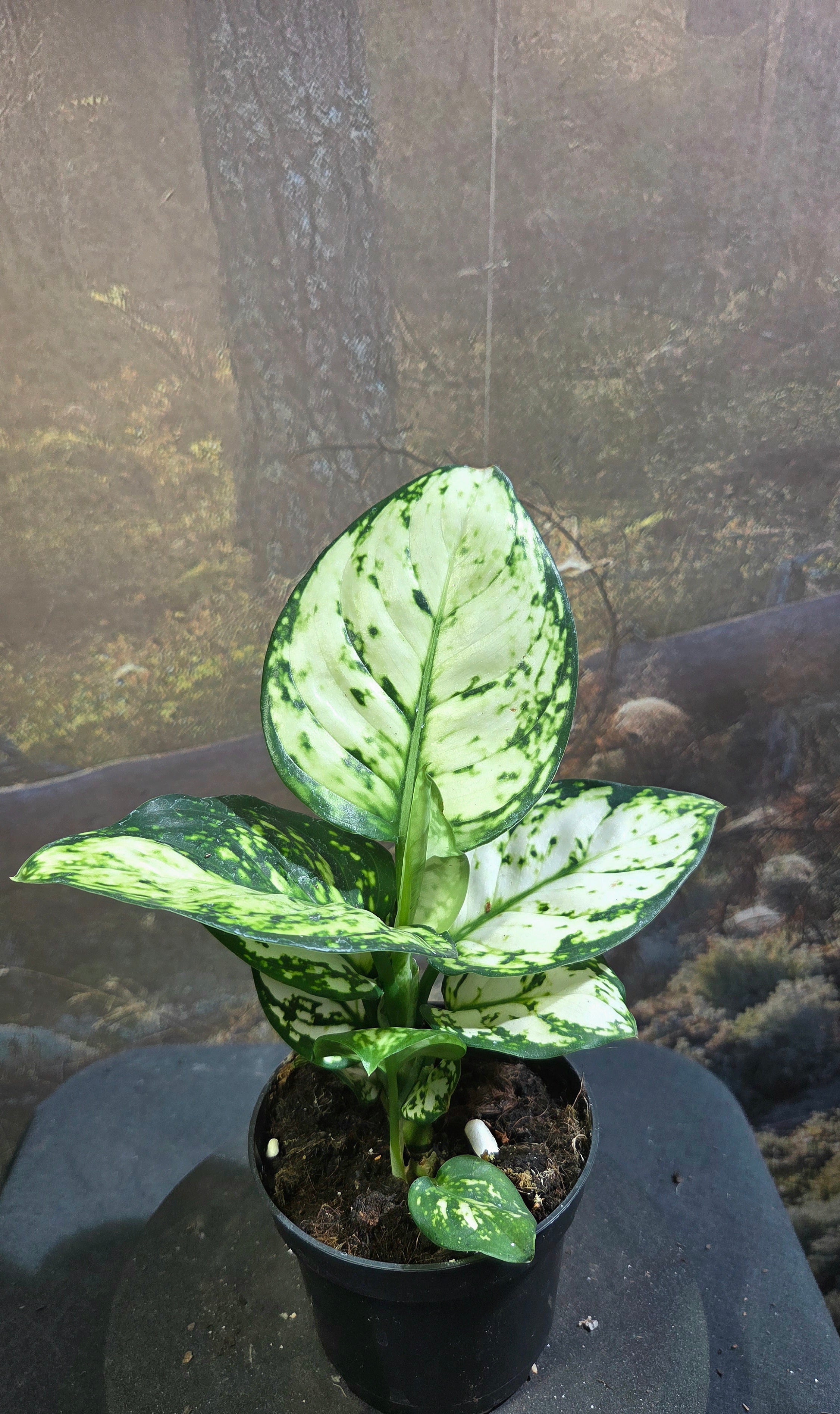 Aglaonema Snow White