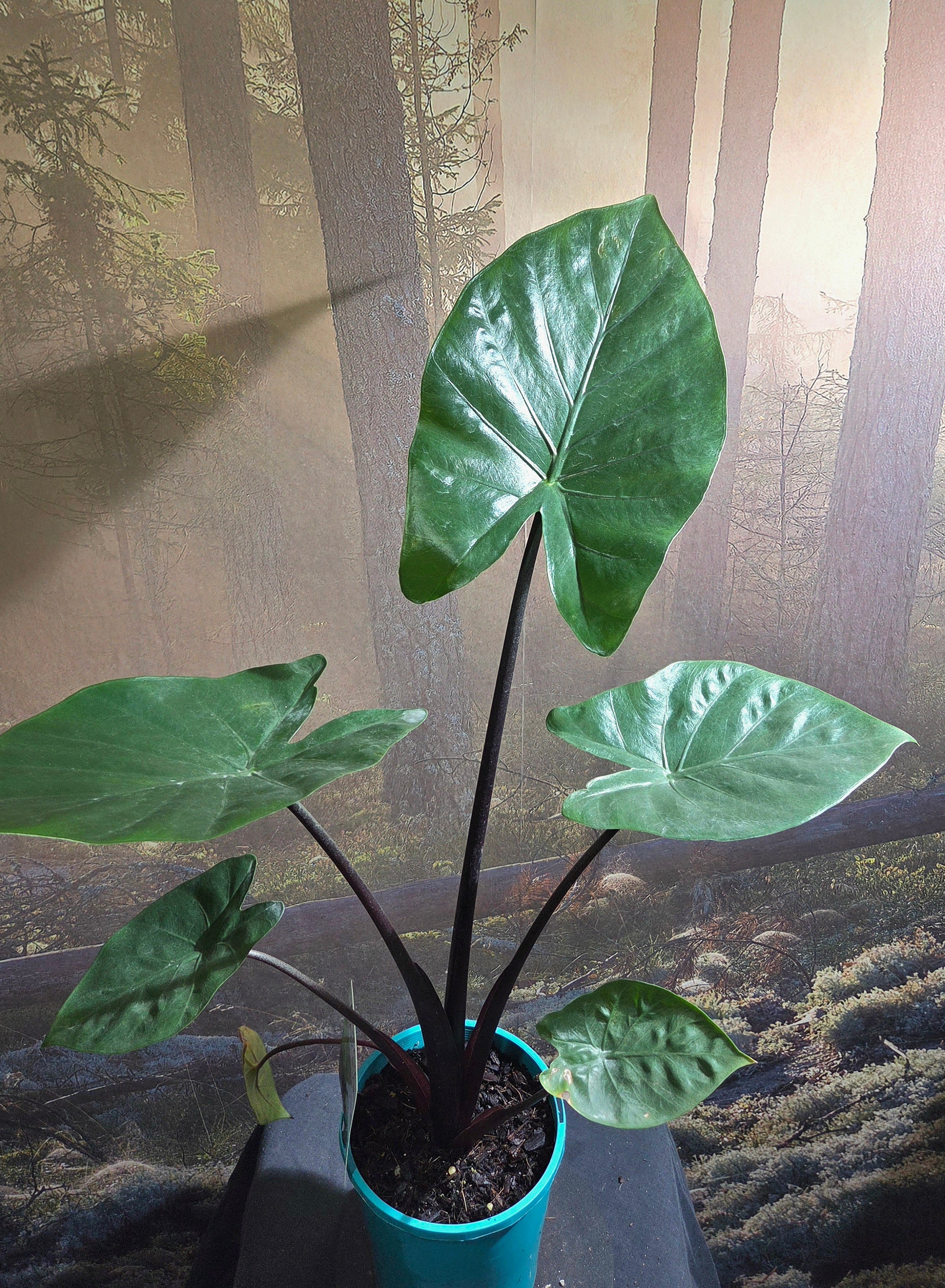 Alocasia Black Stem