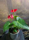 Anthurium Andraenum