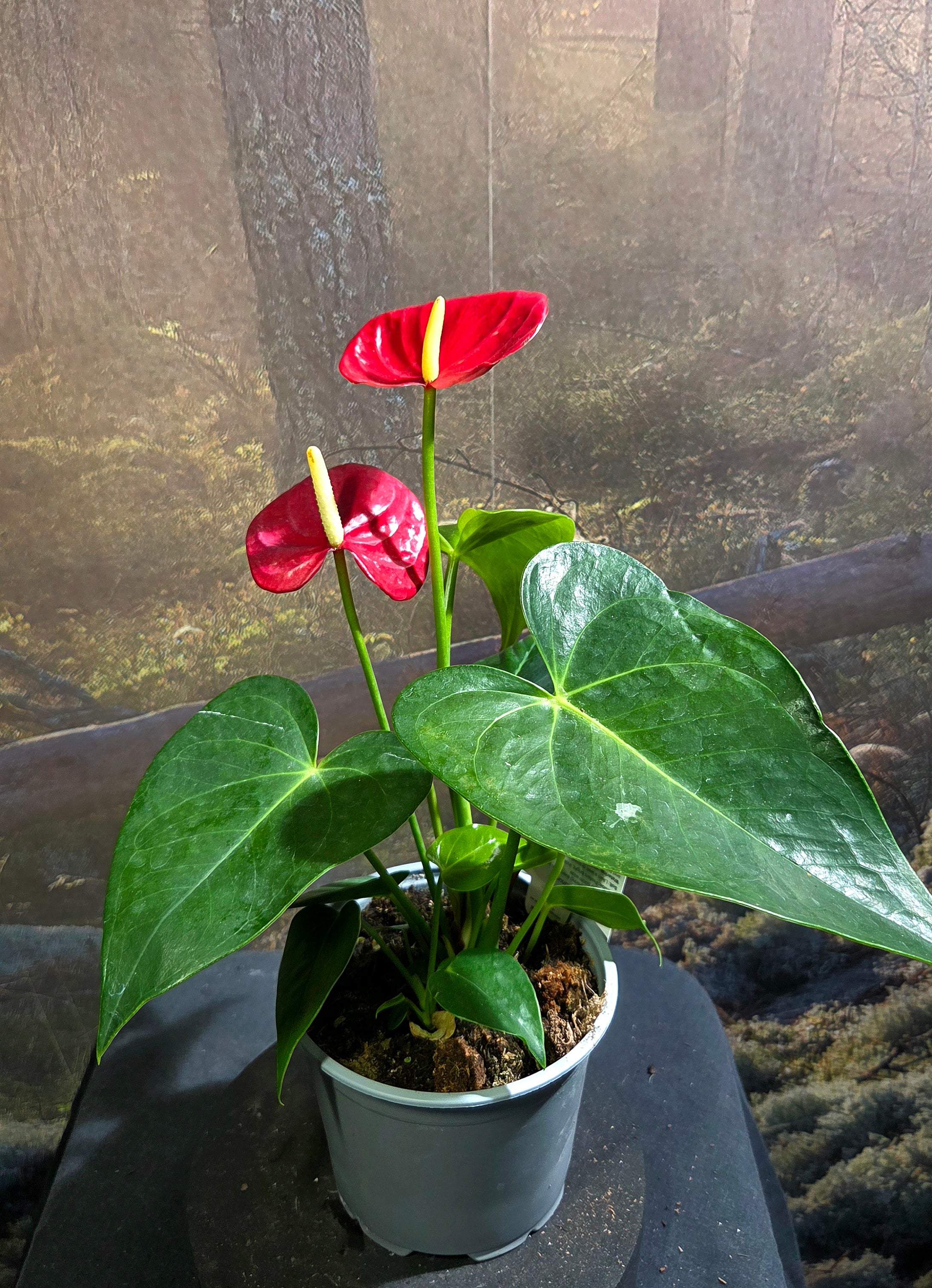 Anthurium Andraenum