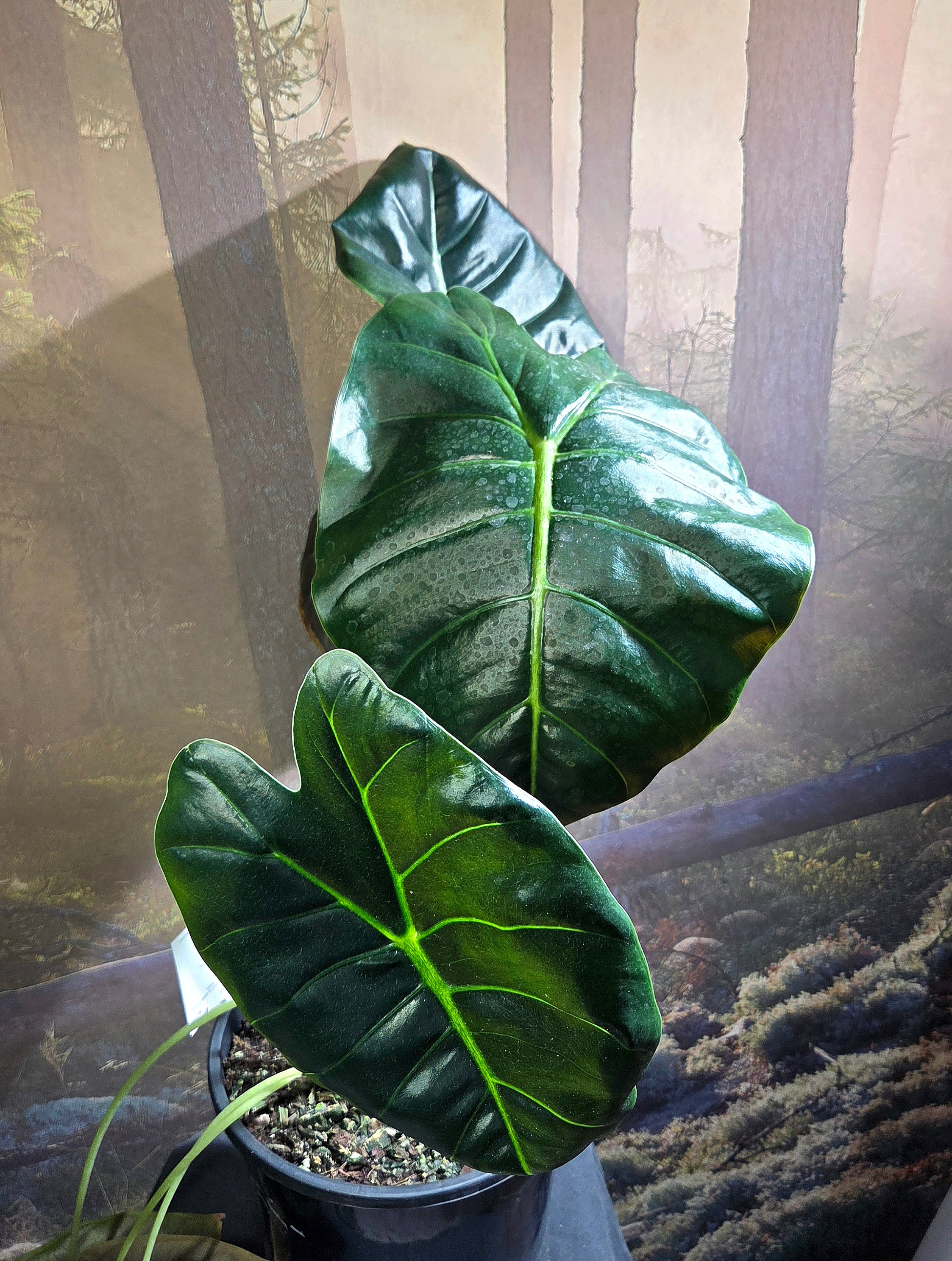 Alocasia Golden Bone