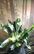 Elkhorn Fern - Platycerium