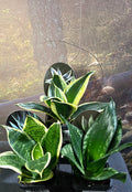 Sansevieria sp. - Mother inlaw's tongue