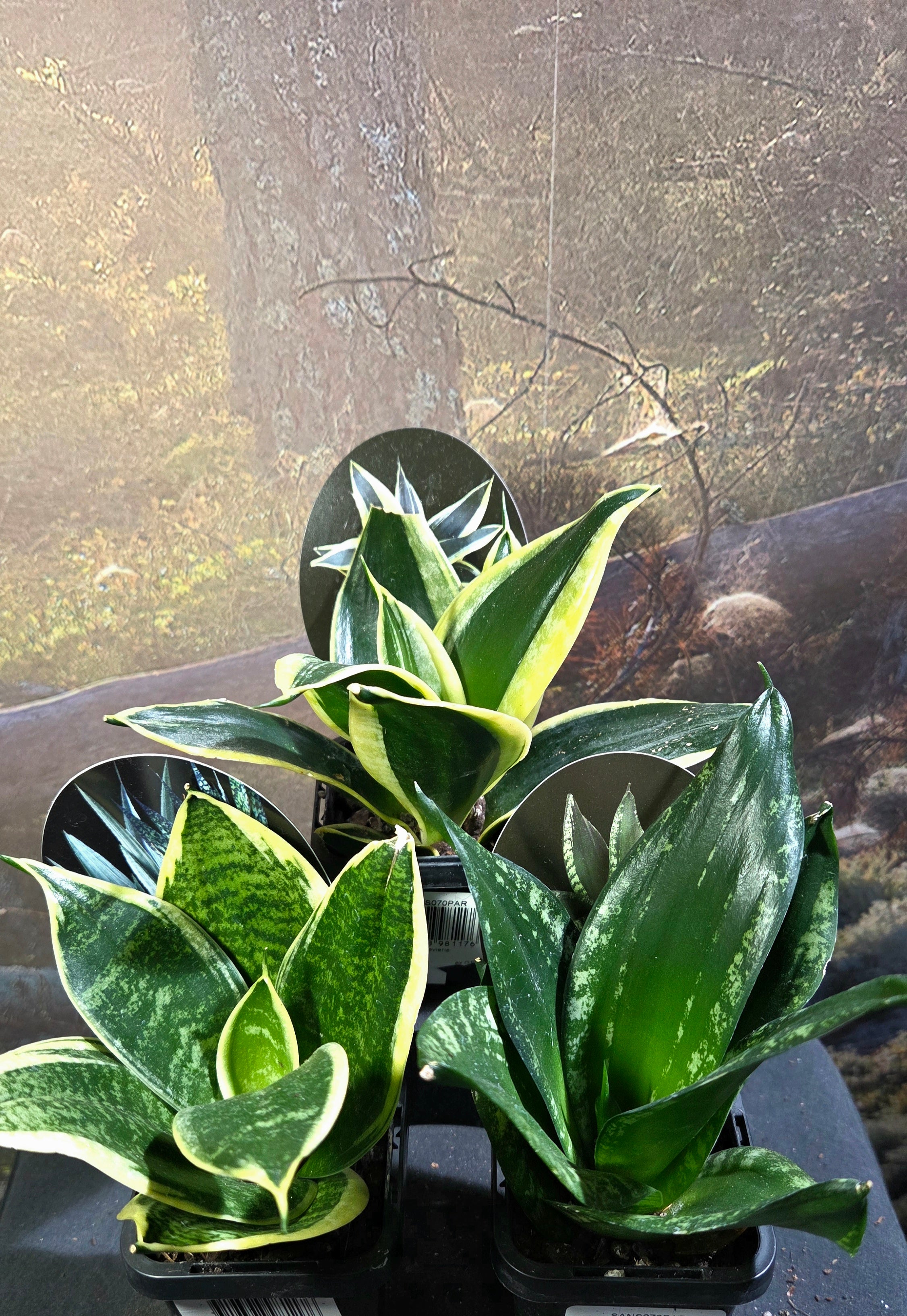 Sansevieria sp. - Mother inlaw's tongue