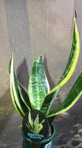 Sansevieria Superba