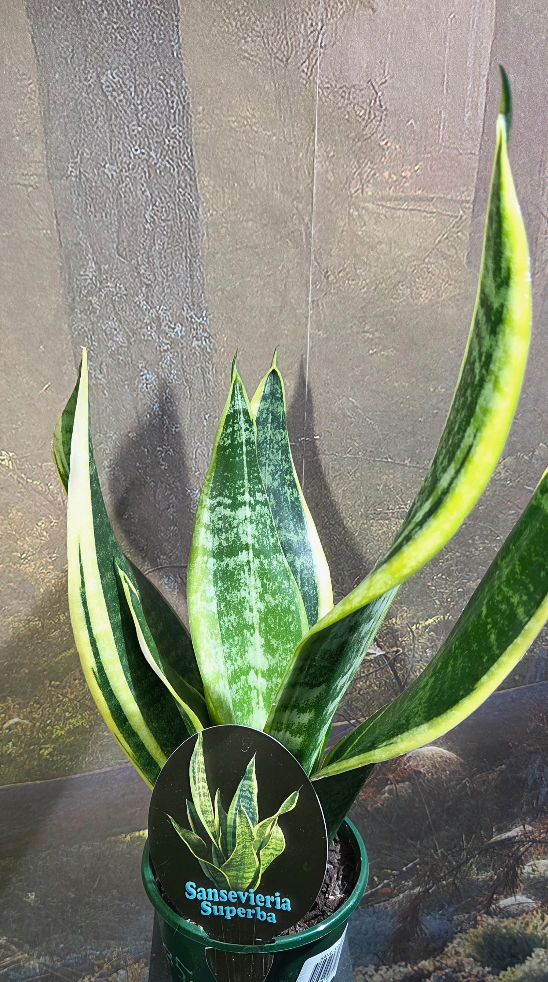 Sansevieria Superba