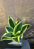 Sansevieria Lotus Hahnii