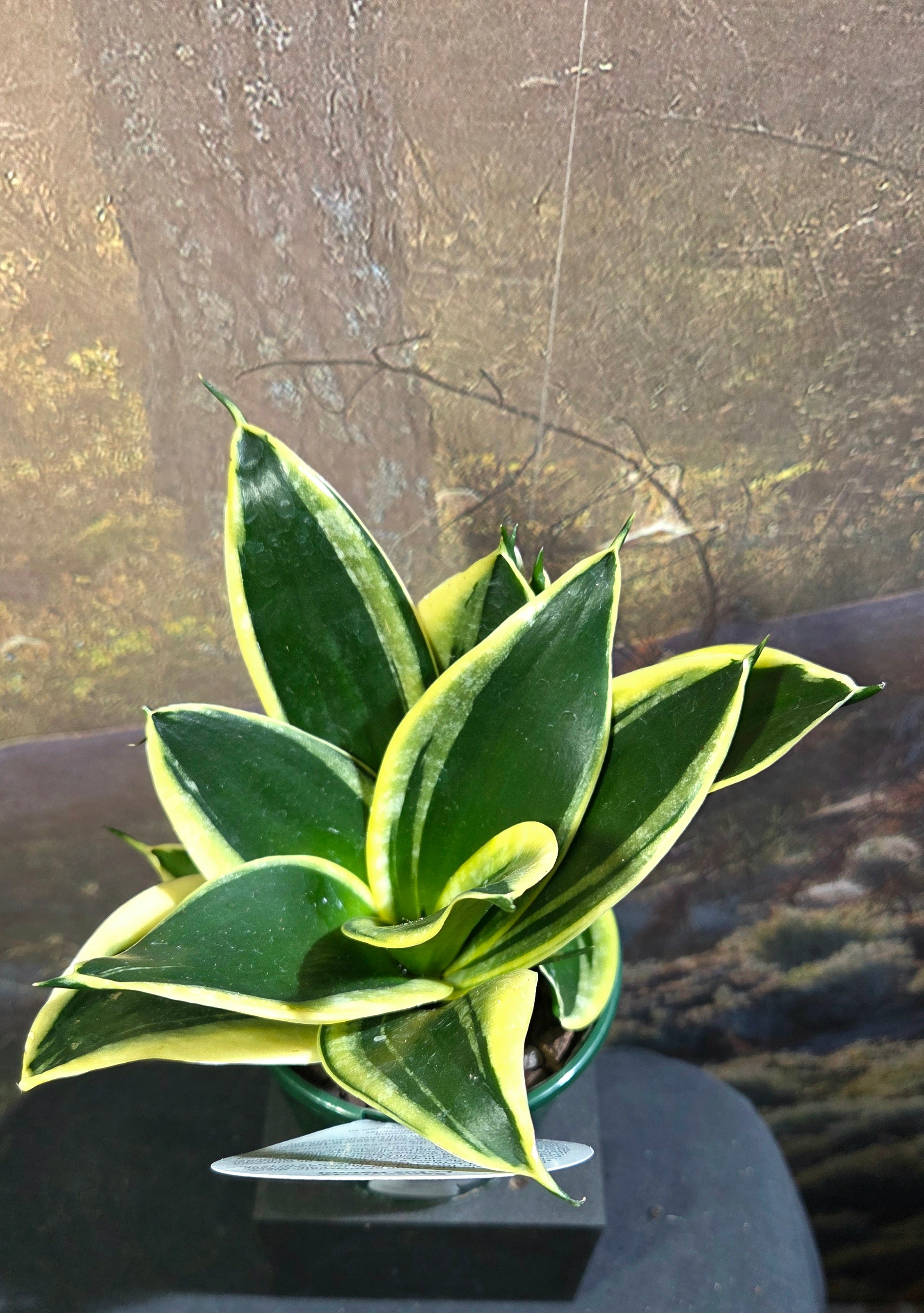 Sansevieria Lotus Hahnii