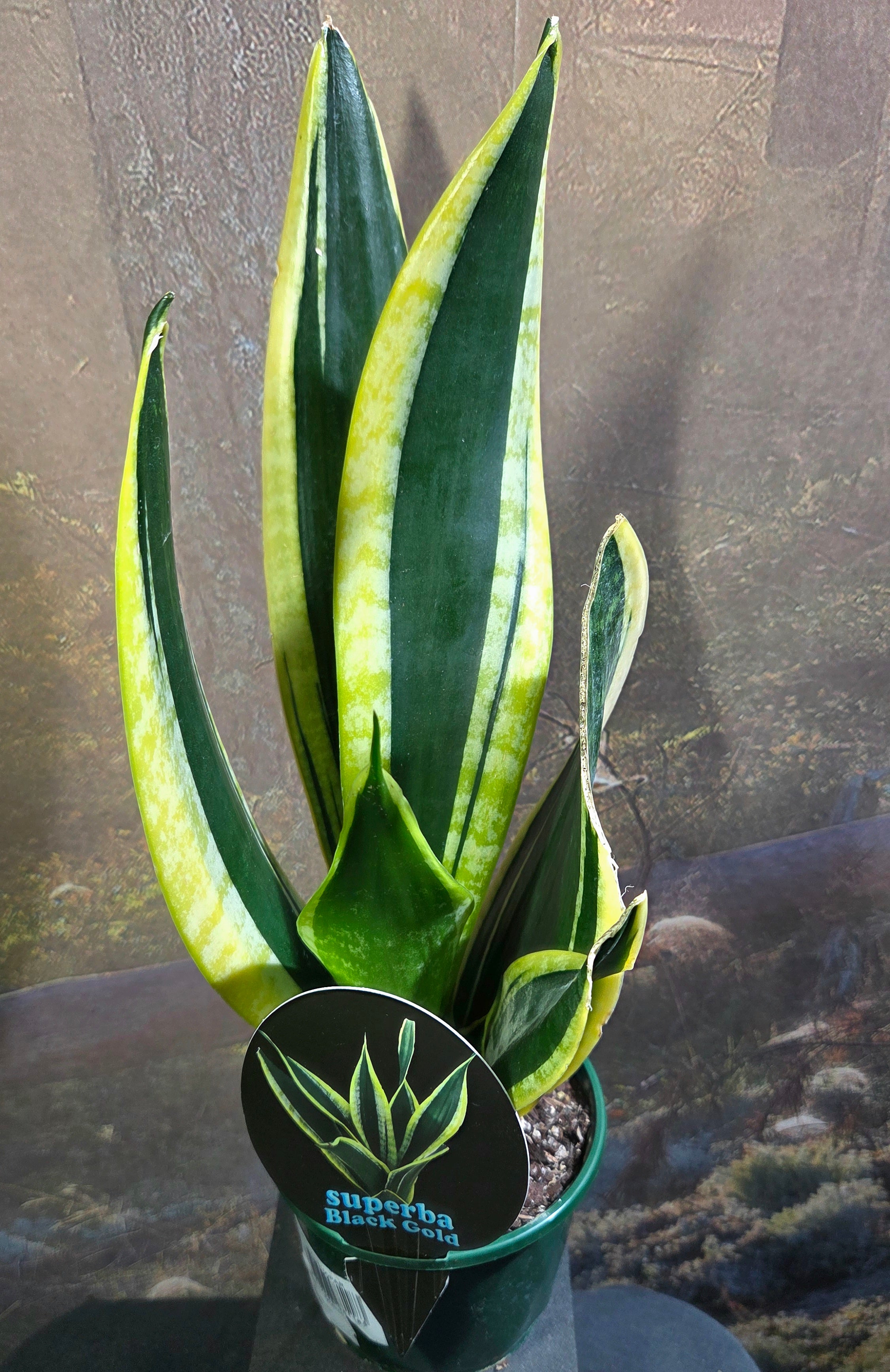 Sansevieria Superba Black Gold