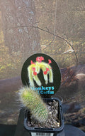 Monkey tail cactus