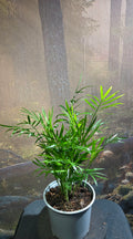 Parlour palm