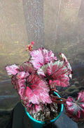 Begonia Rex Kotobuki