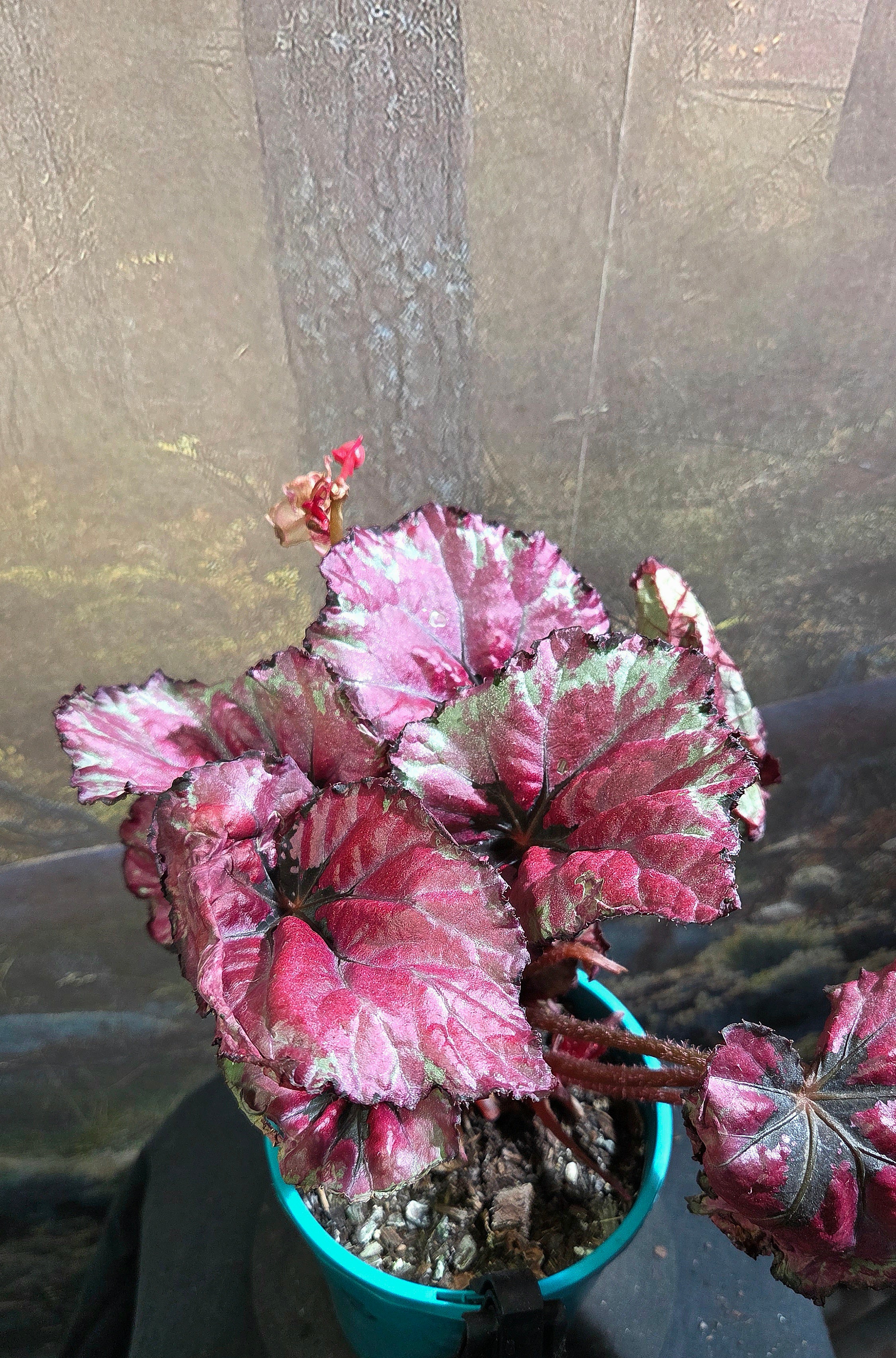 Begonia Rex Kotobuki