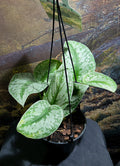 Scindapsus Exotica