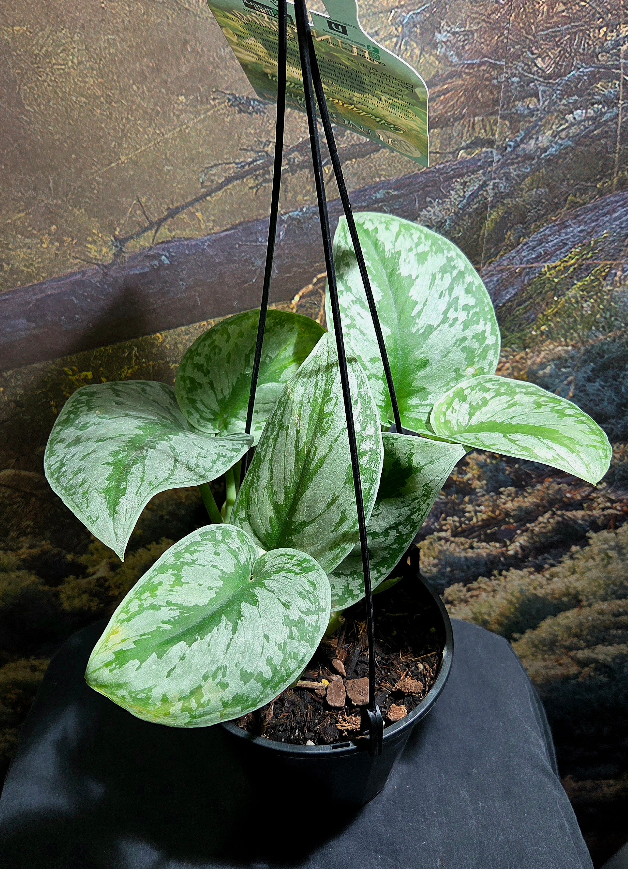 Scindapsus Exotica