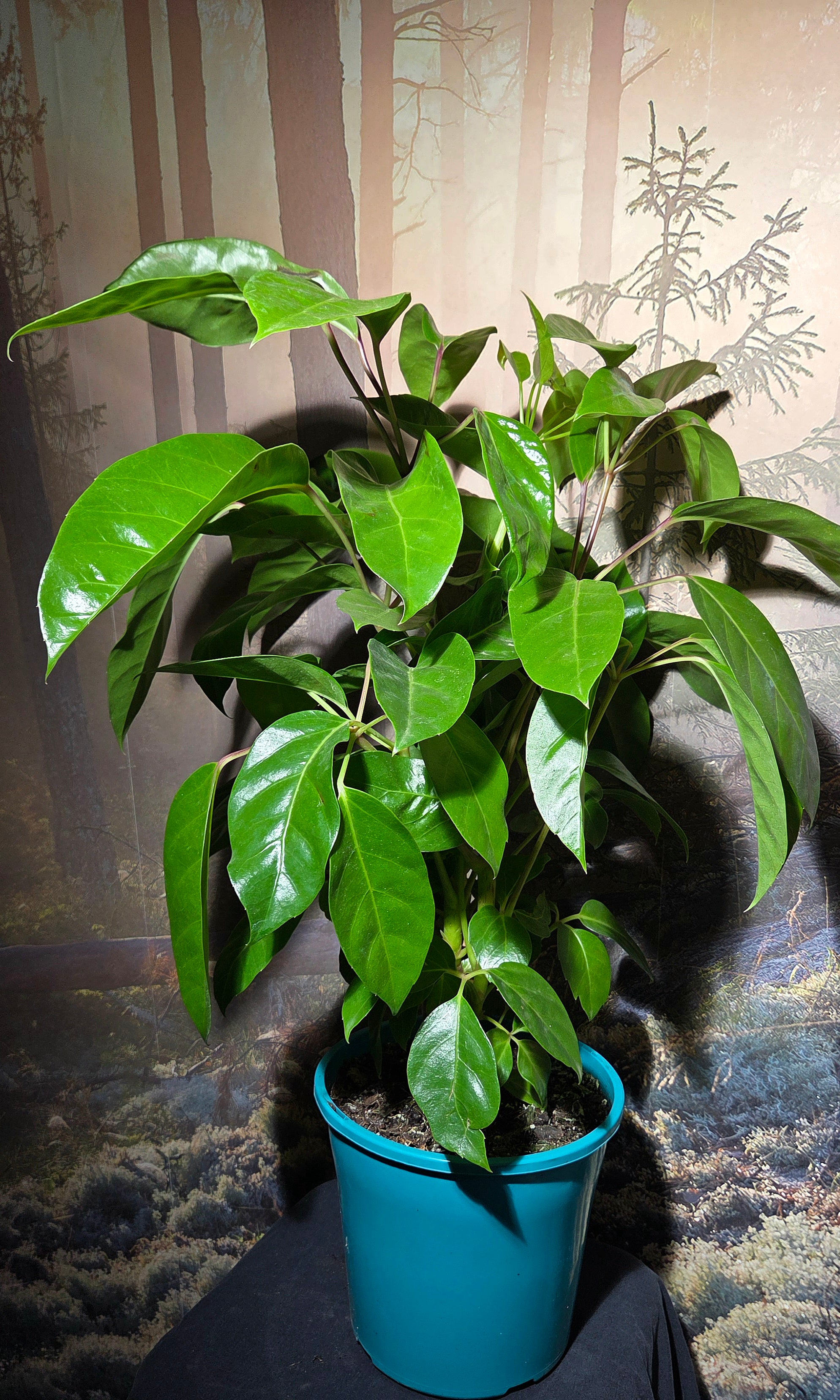 Schefflera Amate
