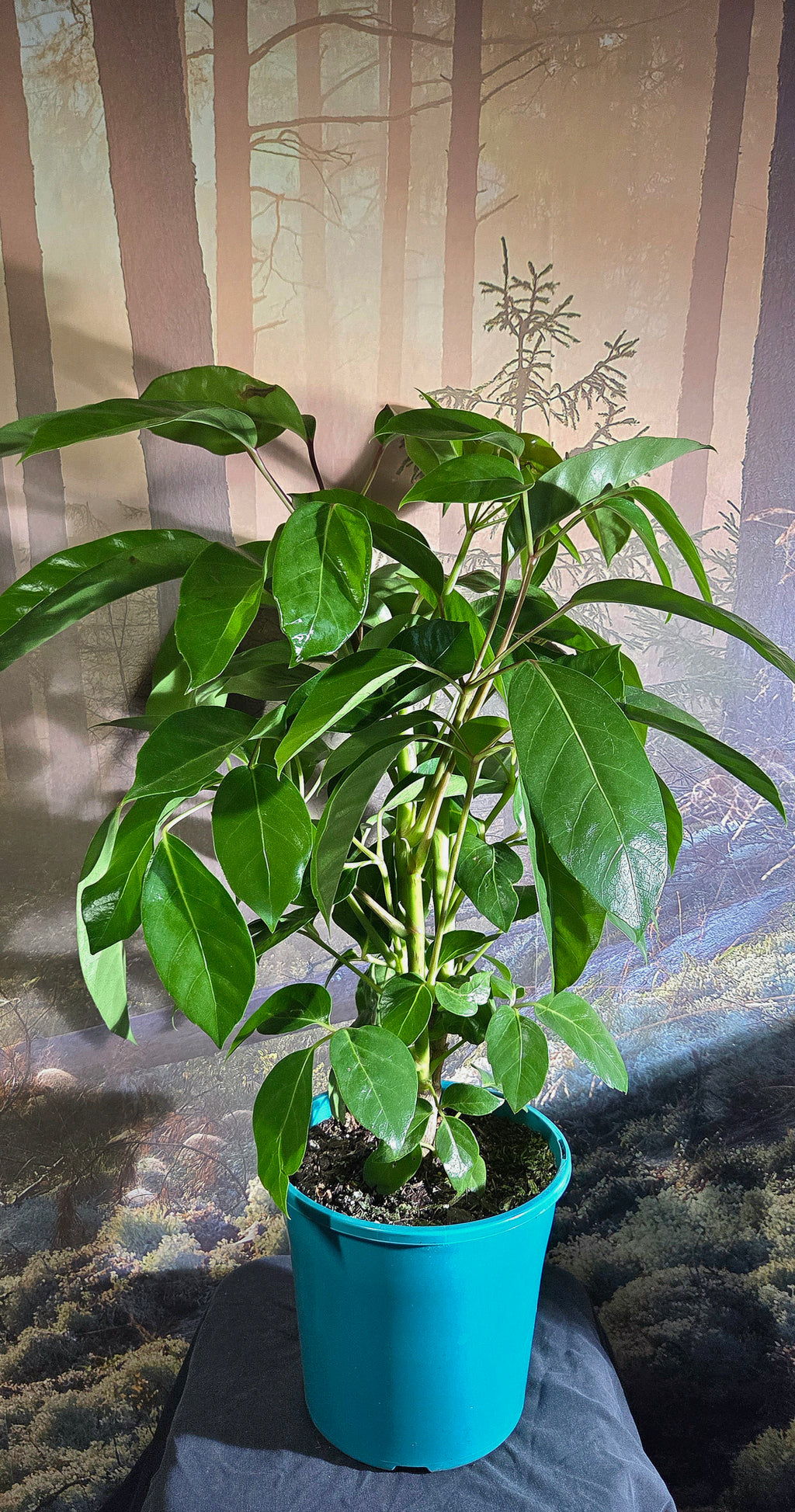 Schefflera Amate