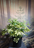 Schefflera variegated