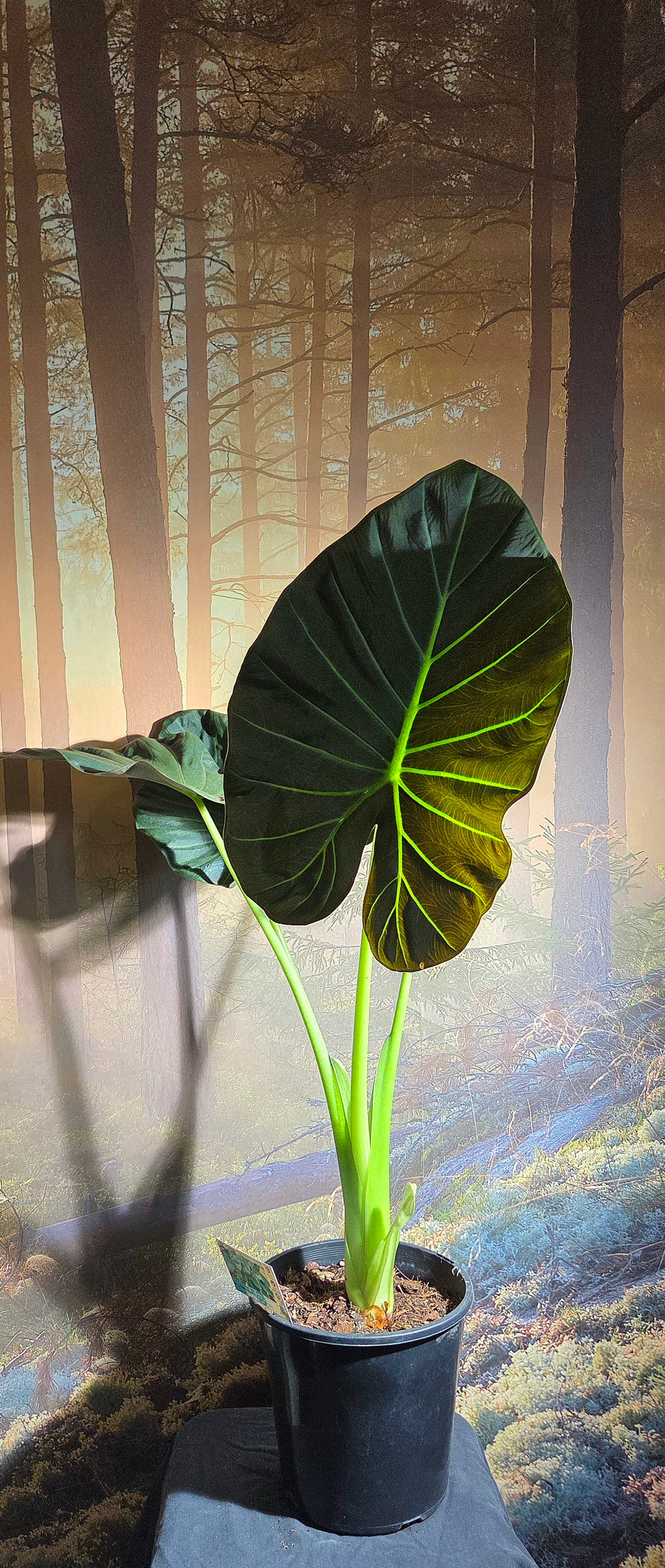 Alocasia Regal Shields