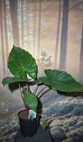 Alocasia Red Stem