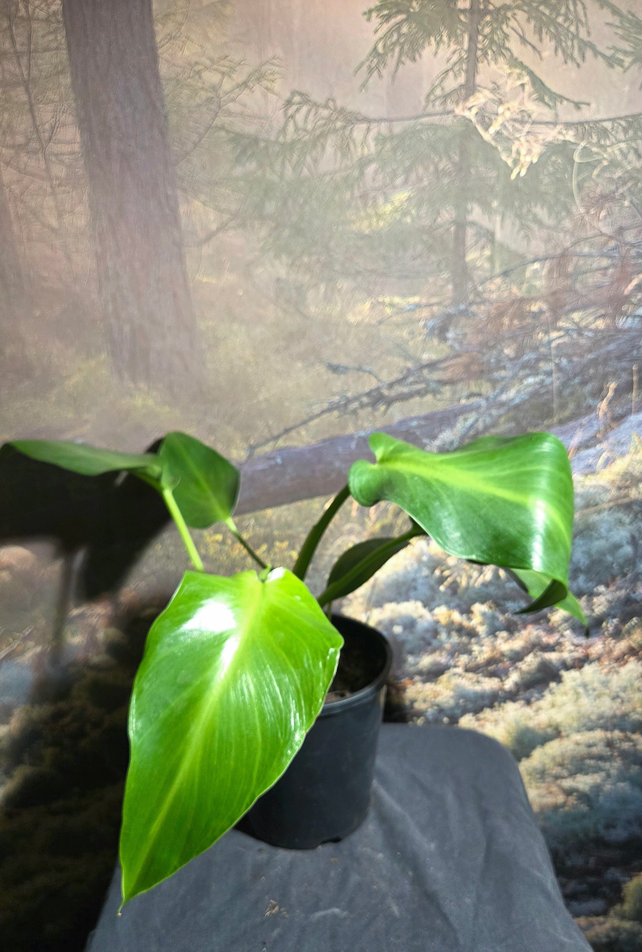 Philodendron Sow's ear