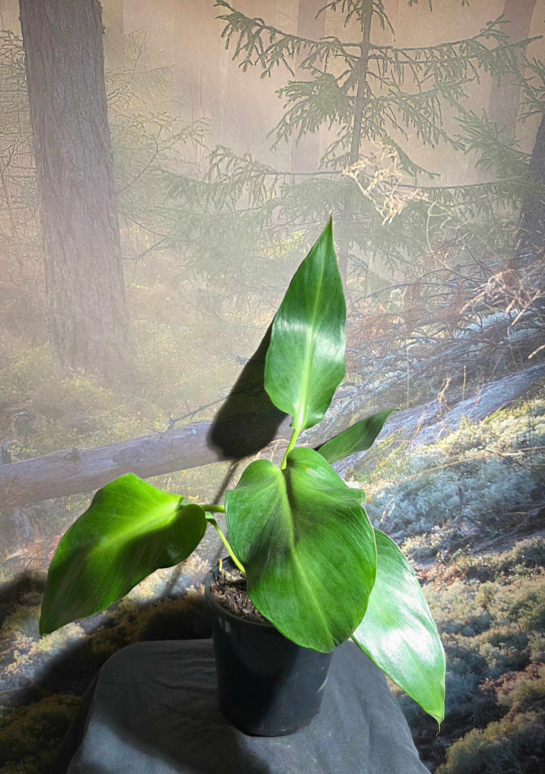 Philodendron Sow's ear