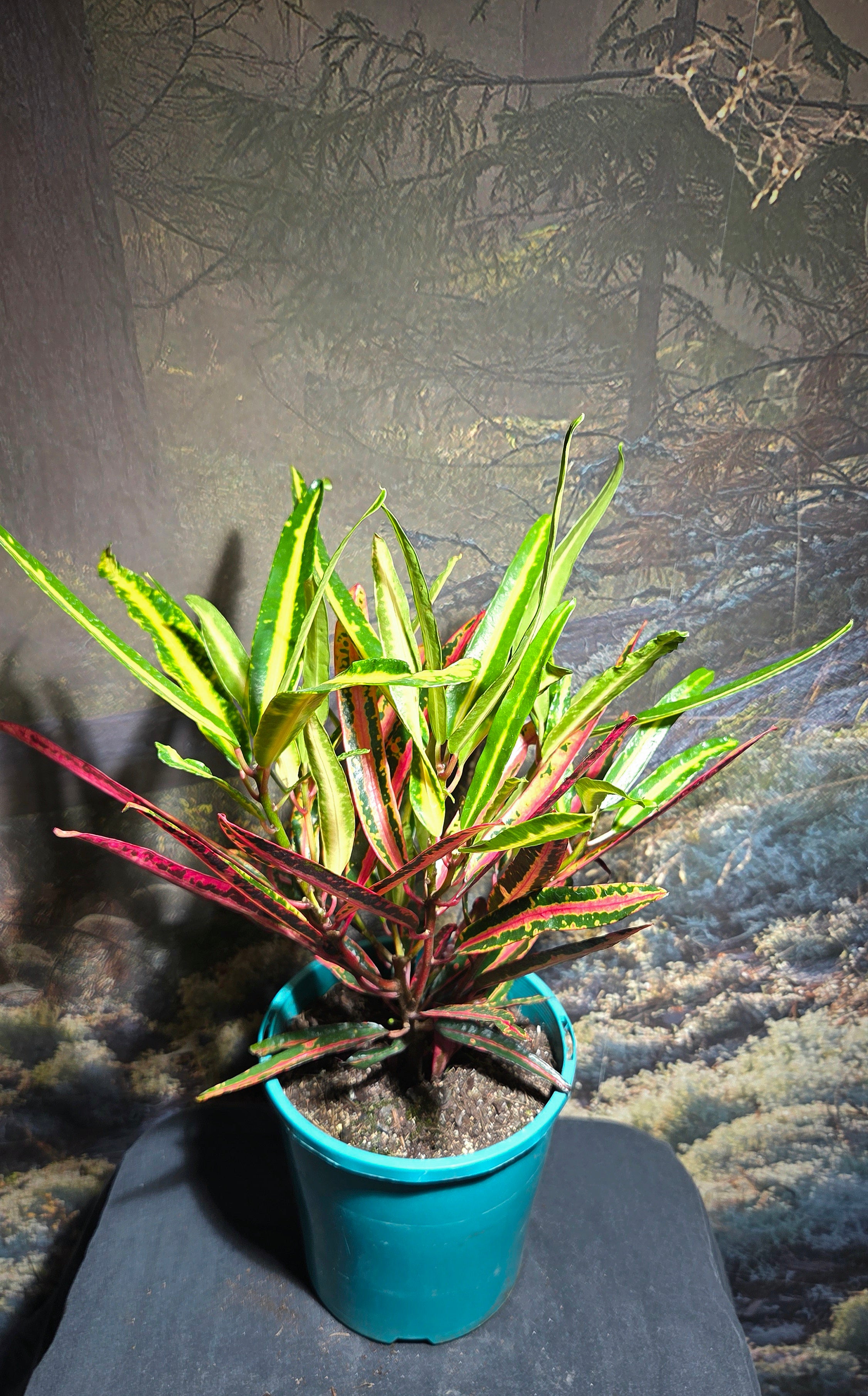 Croton sp.