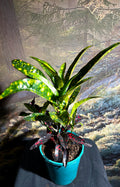Croton sp