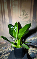 Philodendron Martianum - Fat boy