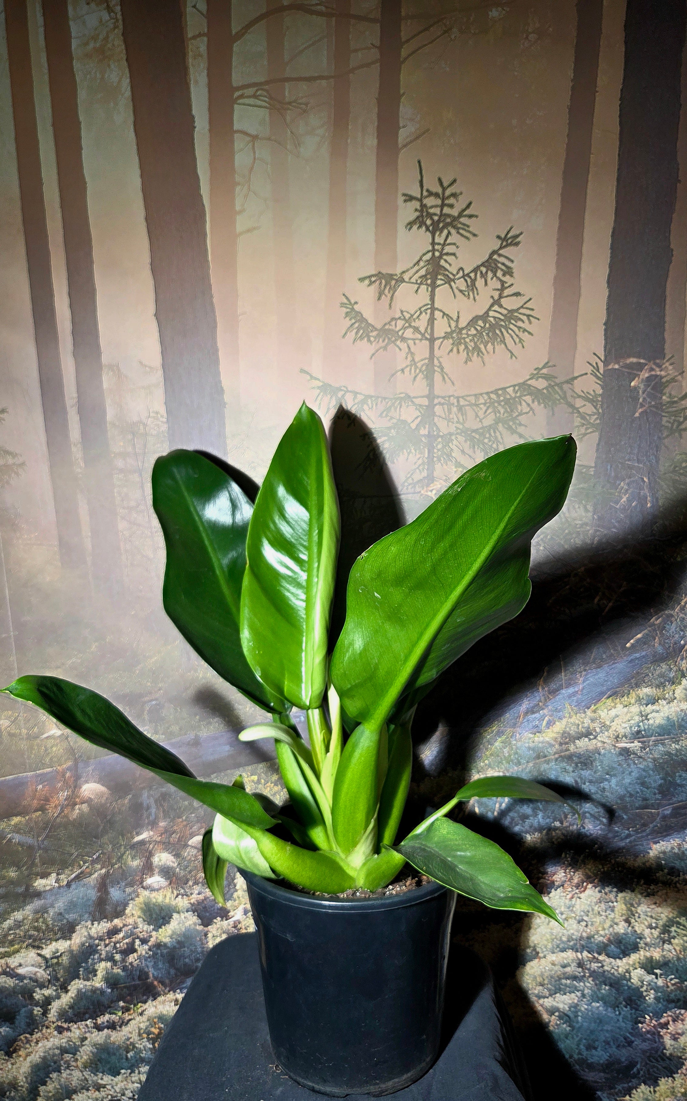 Philodendron Martianum - Fat boy