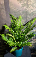 Blechnum Silver lady fern