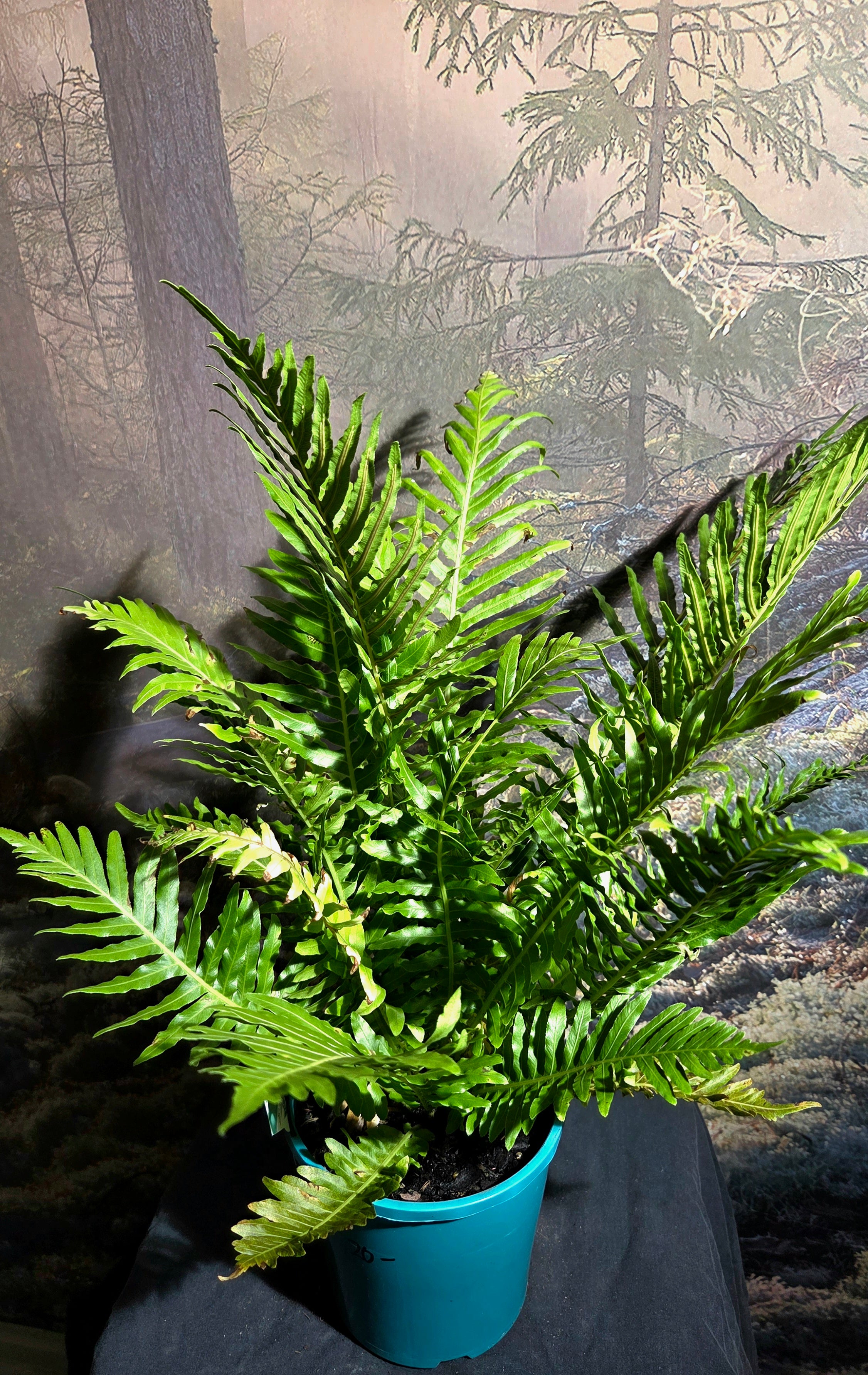 Blechnum Silver lady fern